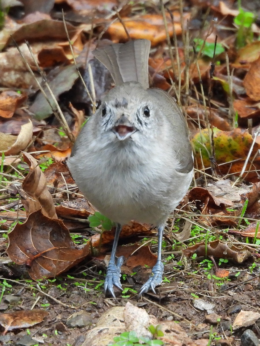 Oak Titmouse - ML645571010