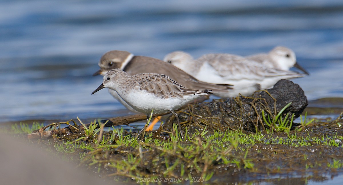 Küçük Kumkuşu - ML645571016