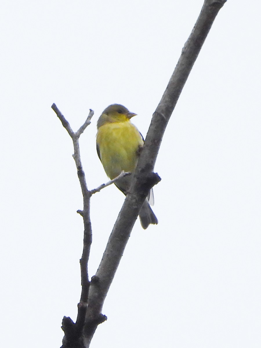 Lesser Goldfinch - ML645571019