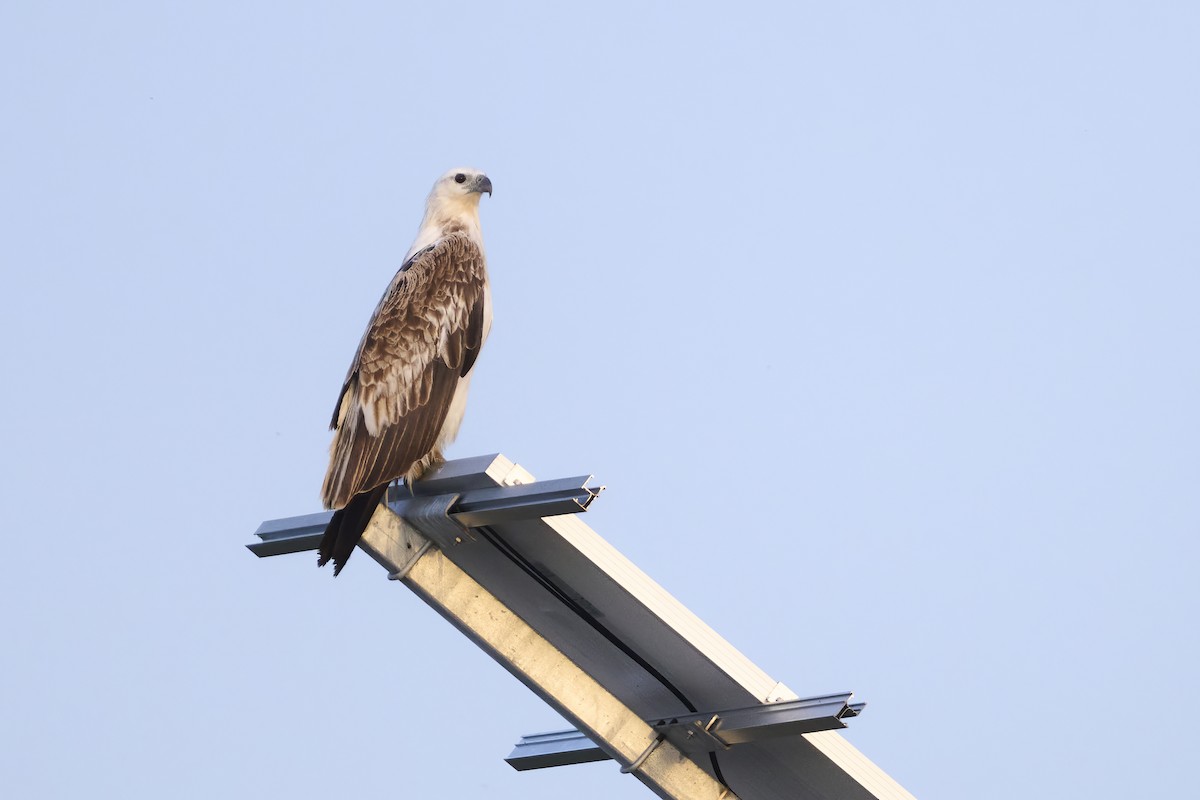 White-bellied Sea-Eagle - ML645571023