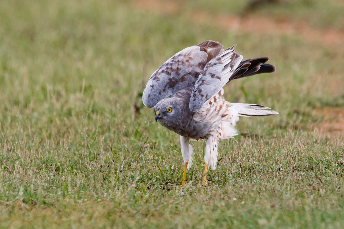 Montagu's Harrier - ML645571024