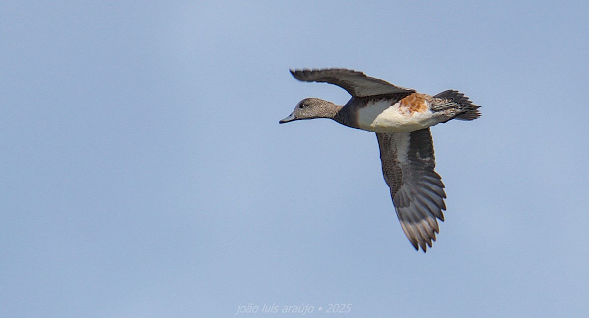 Свищ американський - ML645571026