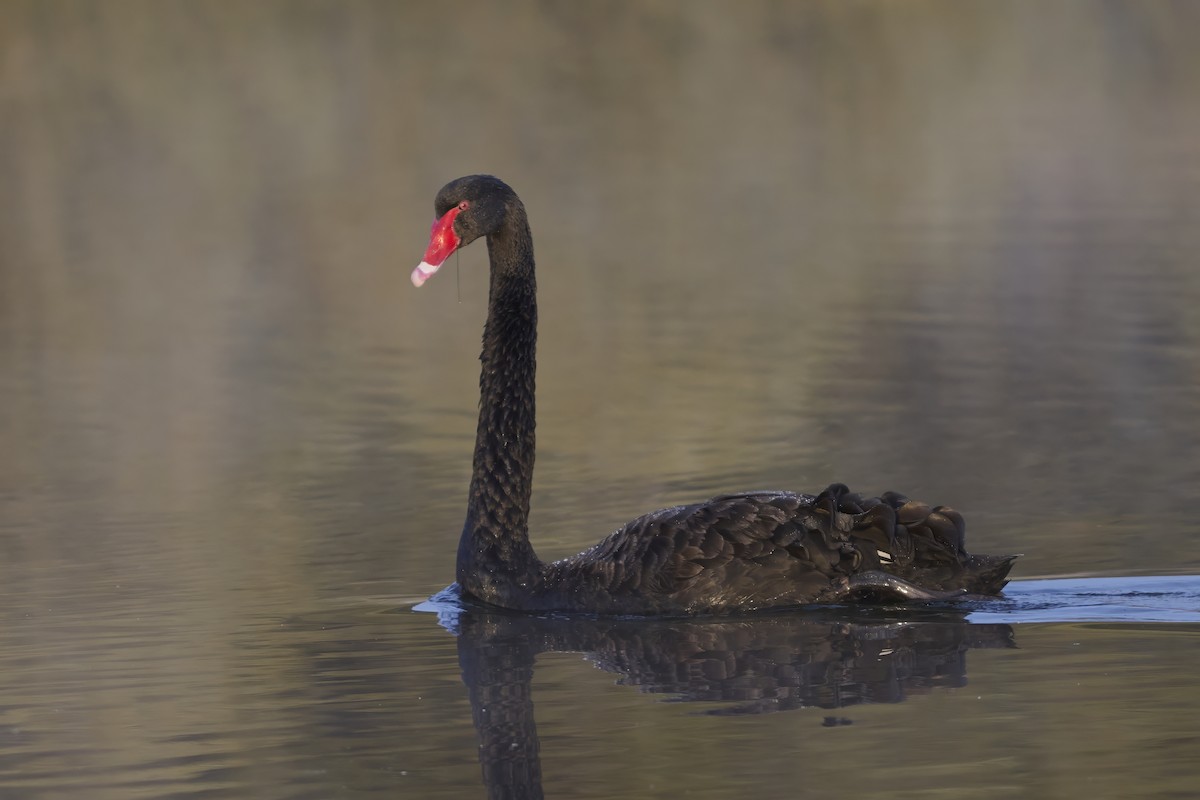 Black Swan - ML645571028