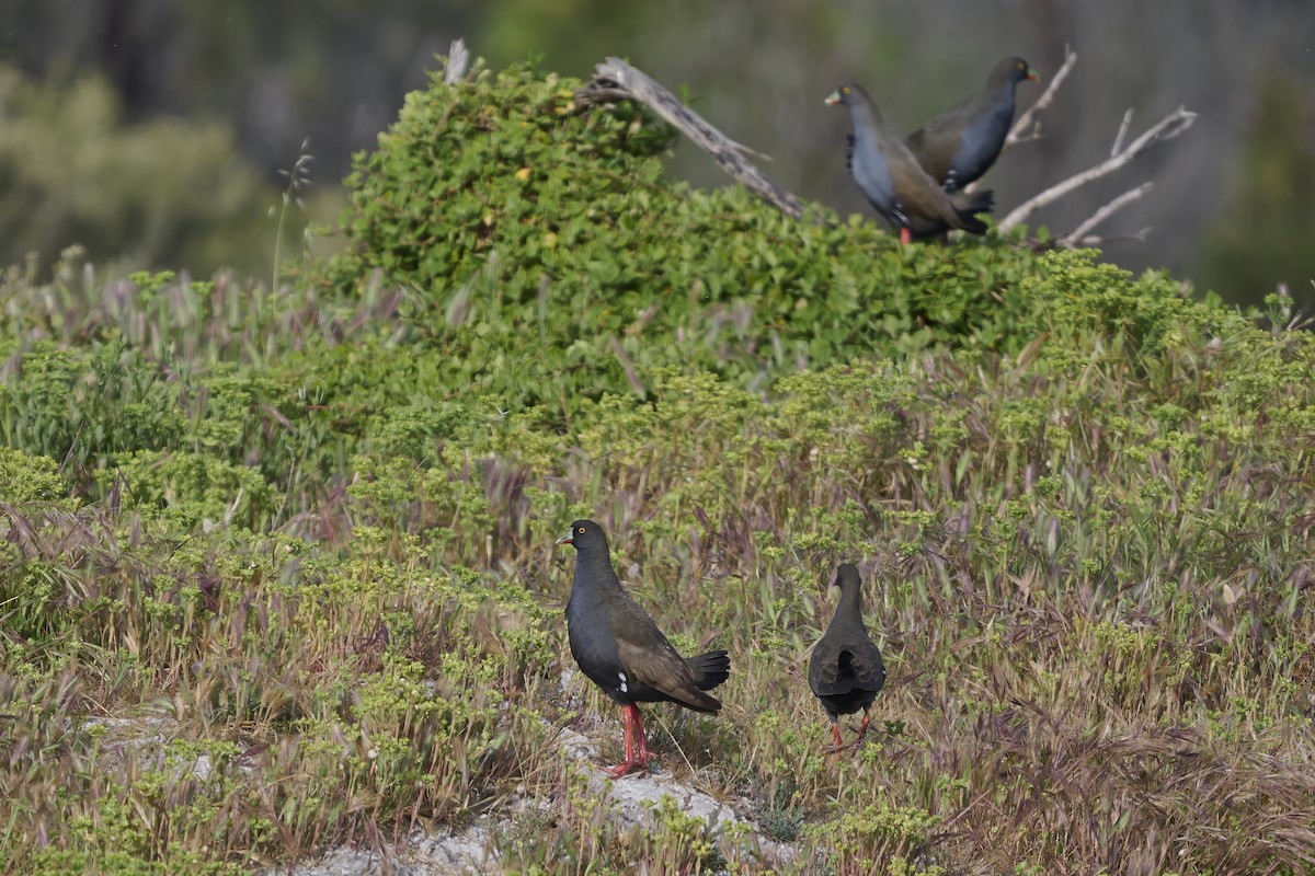 Black-tailed Nativehen - ML645571030