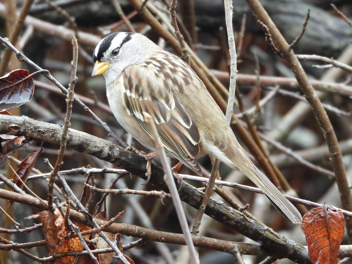 White-crowned Sparrow - ML645571033