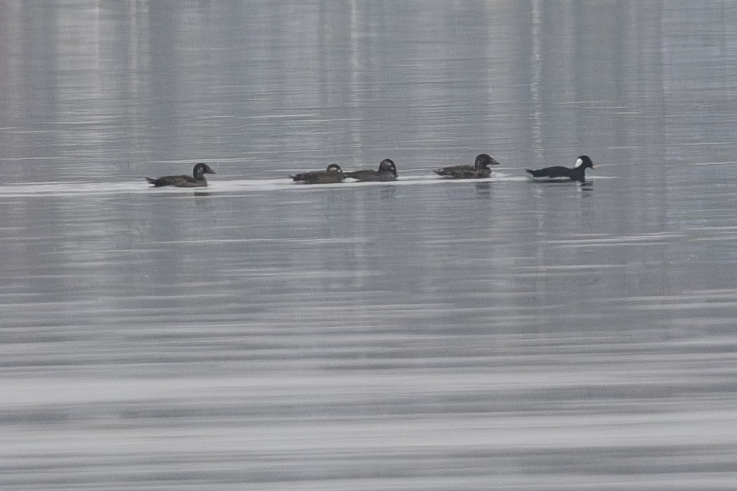 Surf Scoter - ML645571035