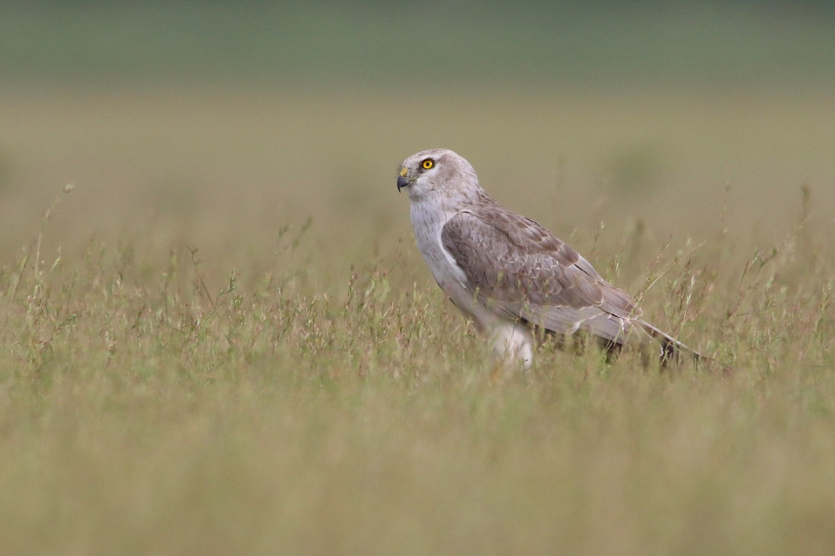 Aguilucho Papialbo - ML645571037