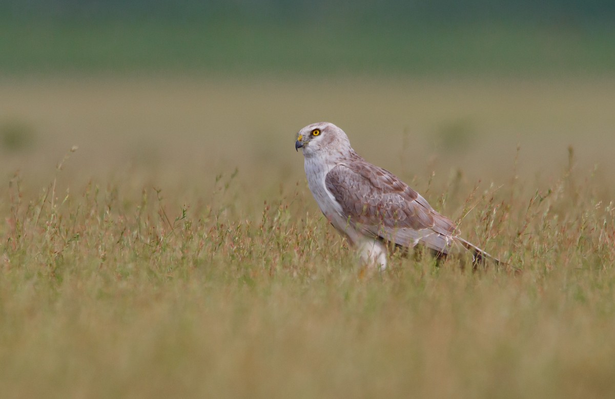 Aguilucho Papialbo - ML645571038
