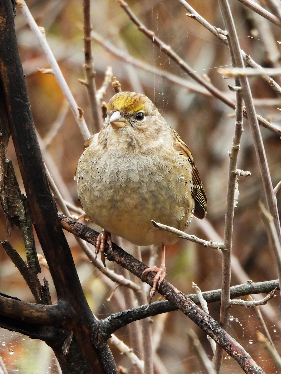 Golden-crowned Sparrow - ML645571040