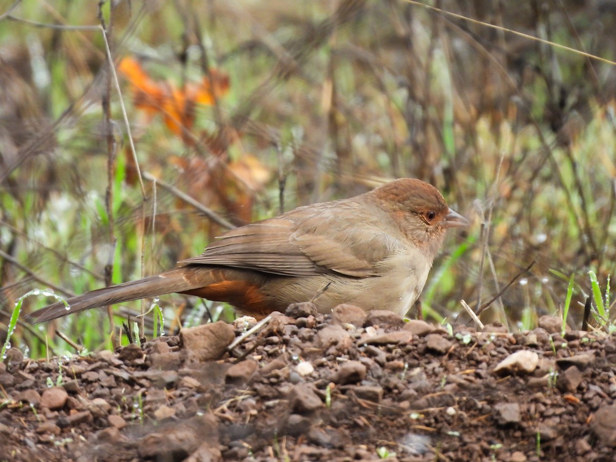 California Towhee - ML645571045