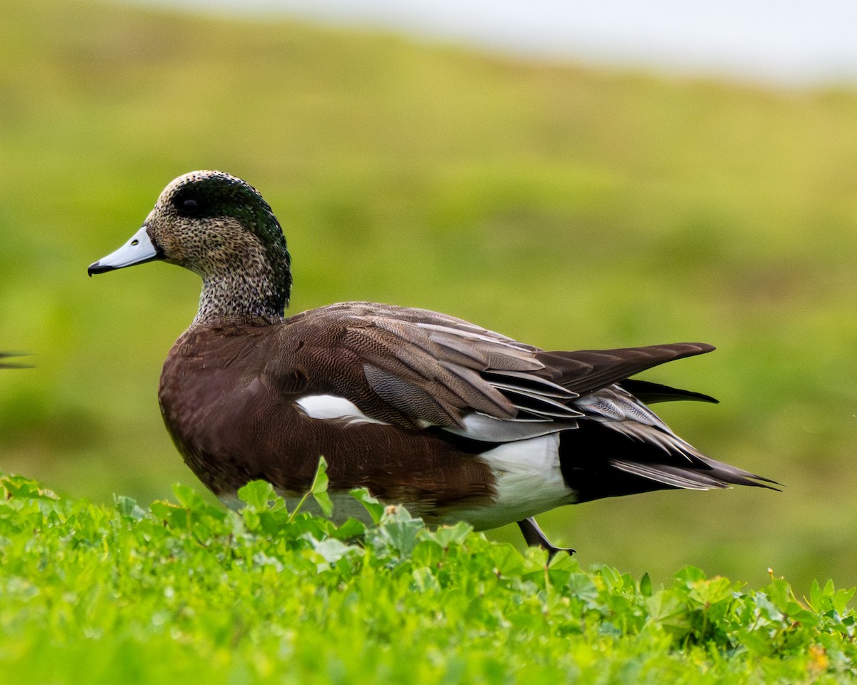 Свищ американський - ML645571046