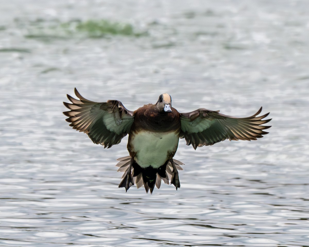 Свищ американський - ML645571047