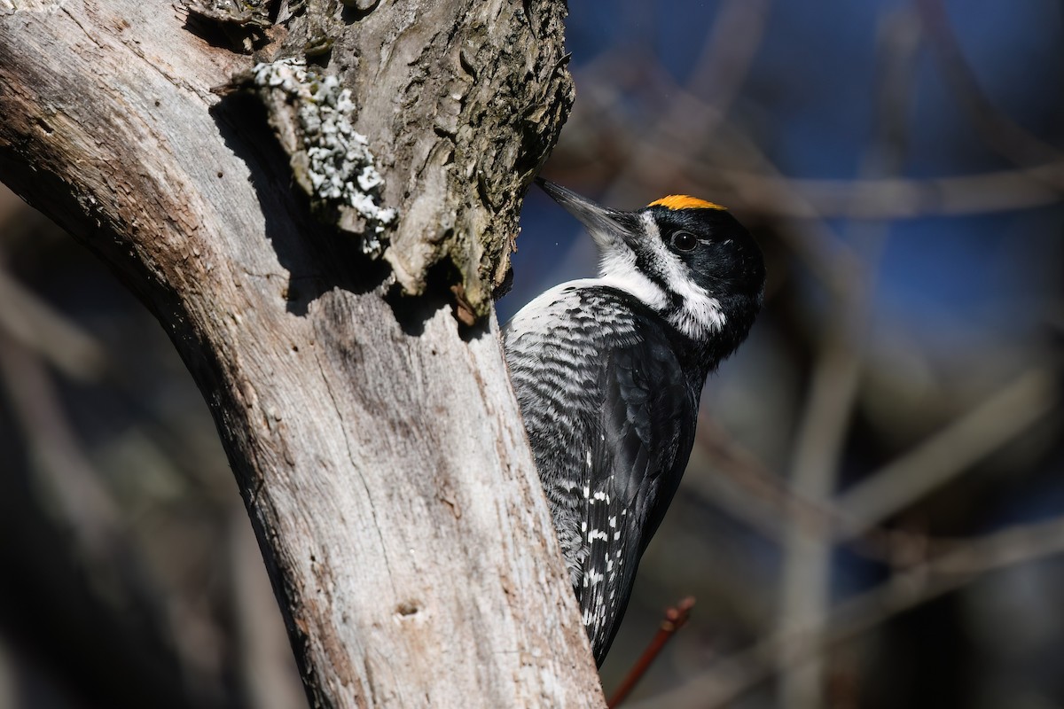 Black-backed Woodpecker - ML645571048