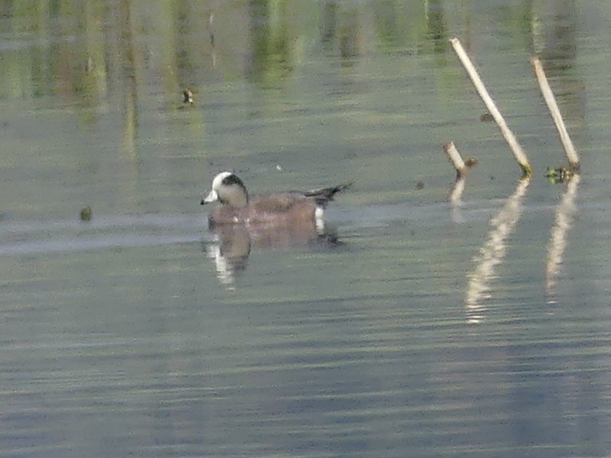 Свищ американський - ML645571051