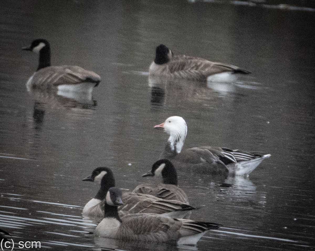 Snow Goose - ML645571057