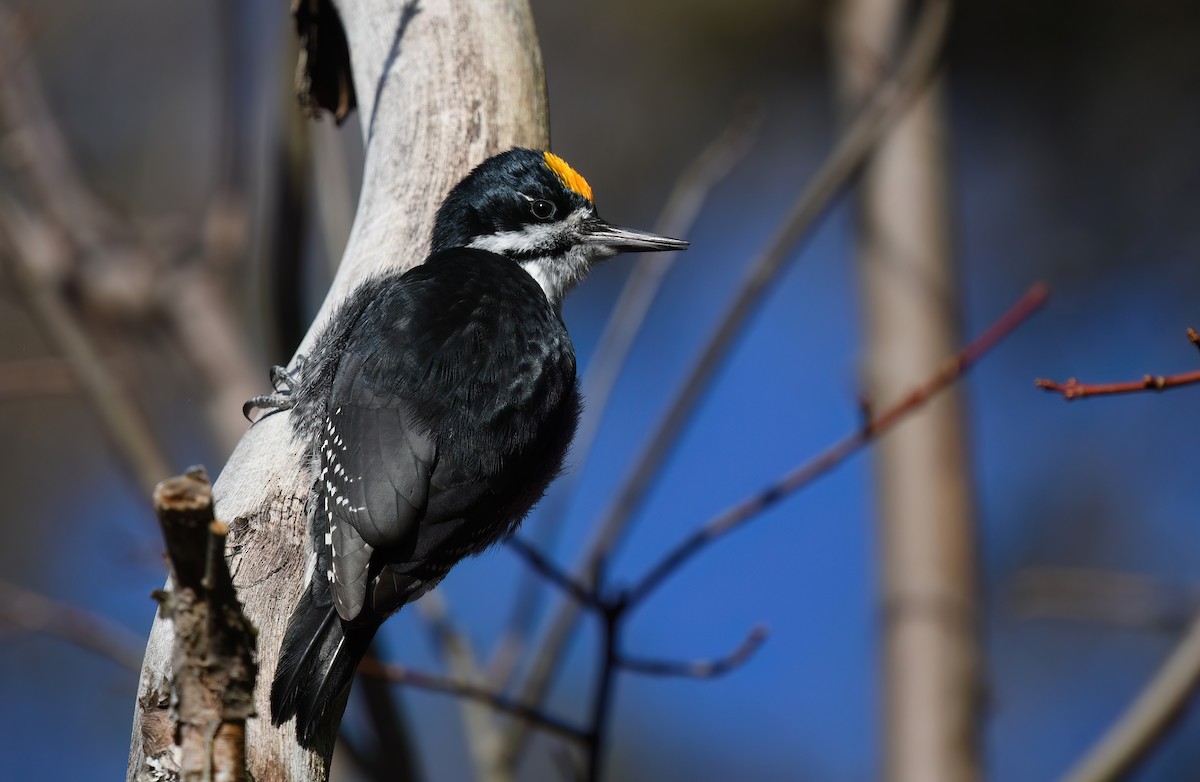 Black-backed Woodpecker - ML645571058