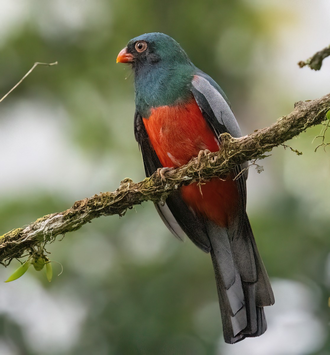 Slaty-tailed Trogon (Massena) - ML645571066
