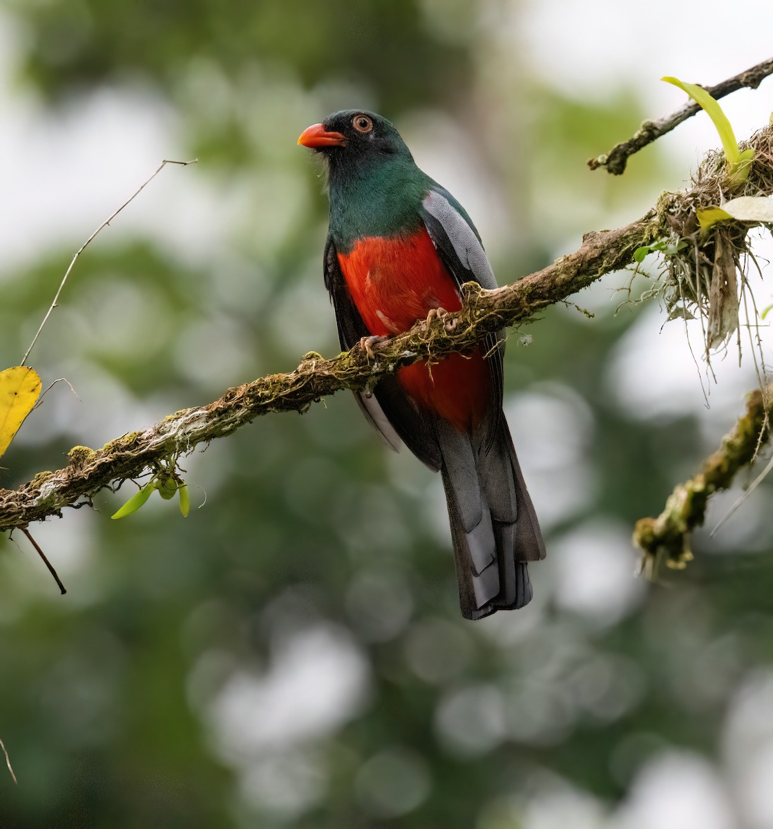 Slaty-tailed Trogon (Massena) - ML645571067