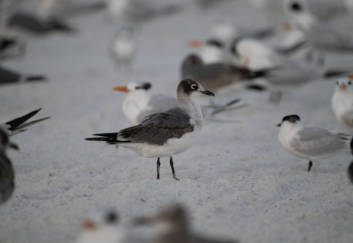 Franklin's Gull - ML645571068