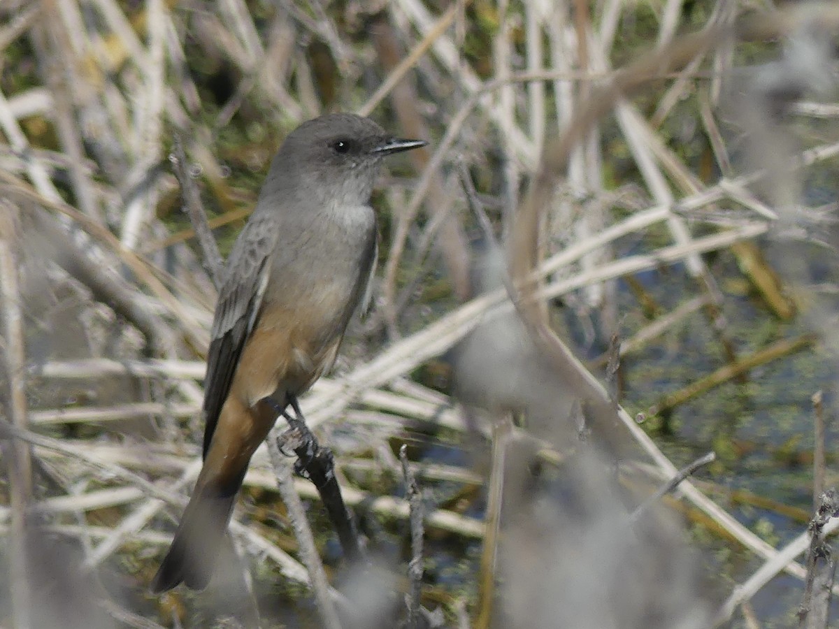 Say's Phoebe - ML645571081