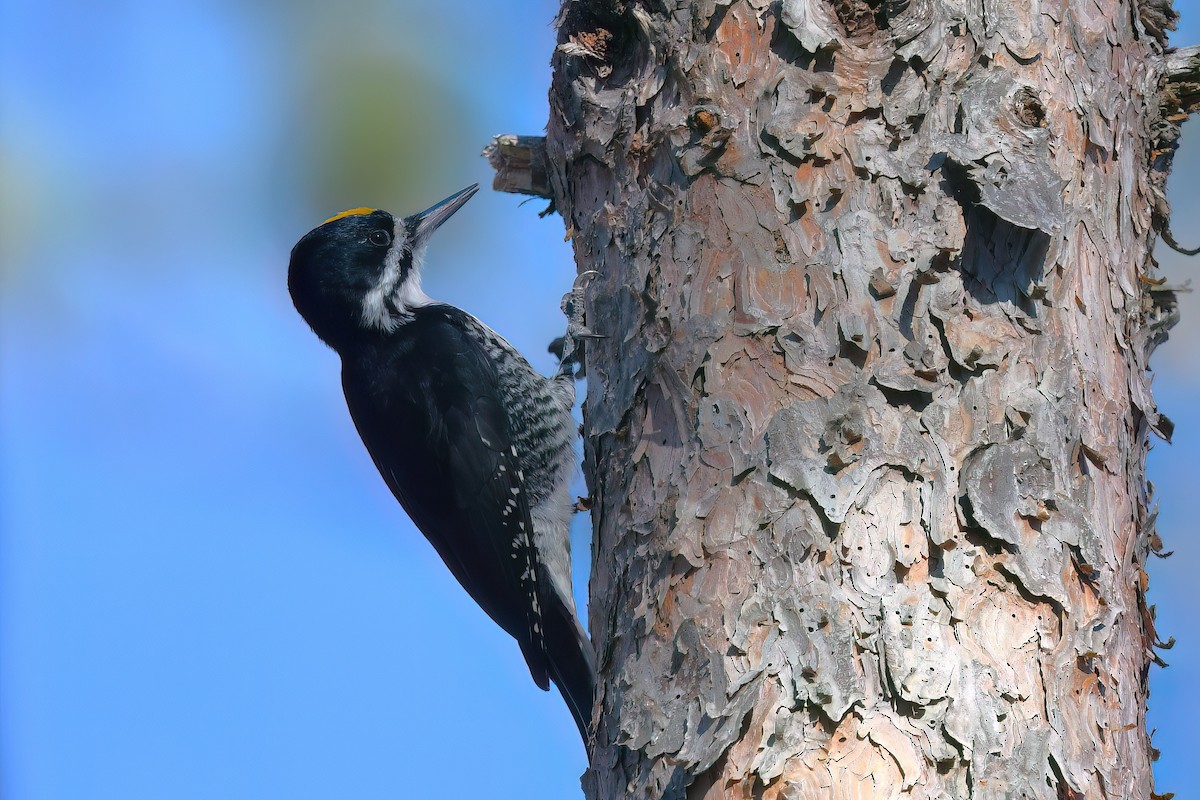 Black-backed Woodpecker - ML645571084