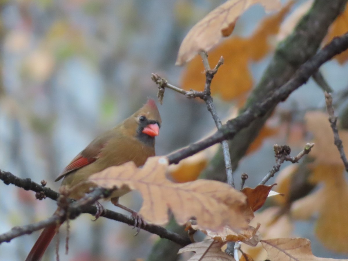 Красный кардинал - ML645571085