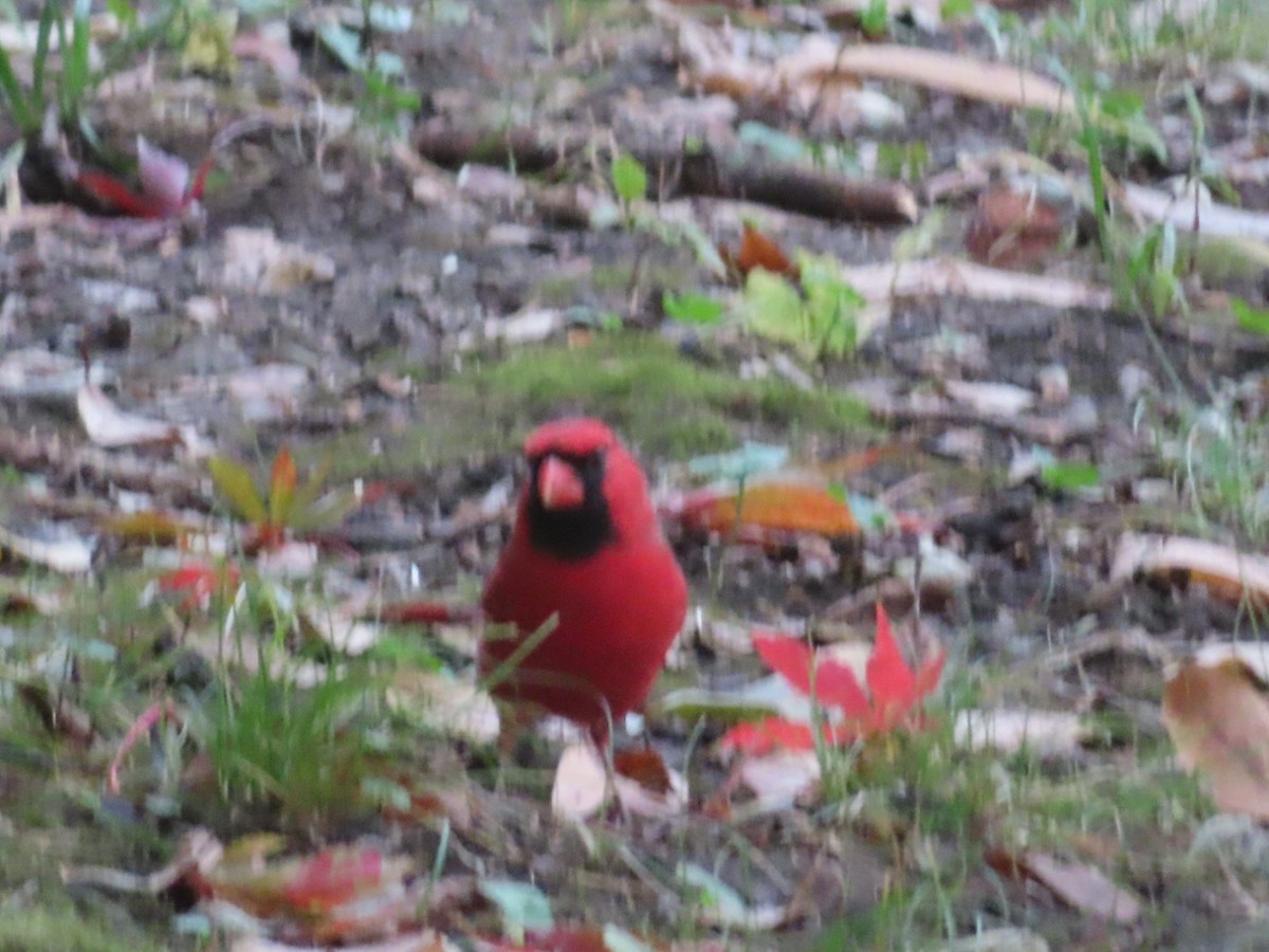 Красный кардинал - ML645571089