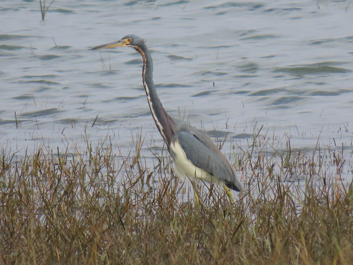 Tricolored Heron - ML645571090