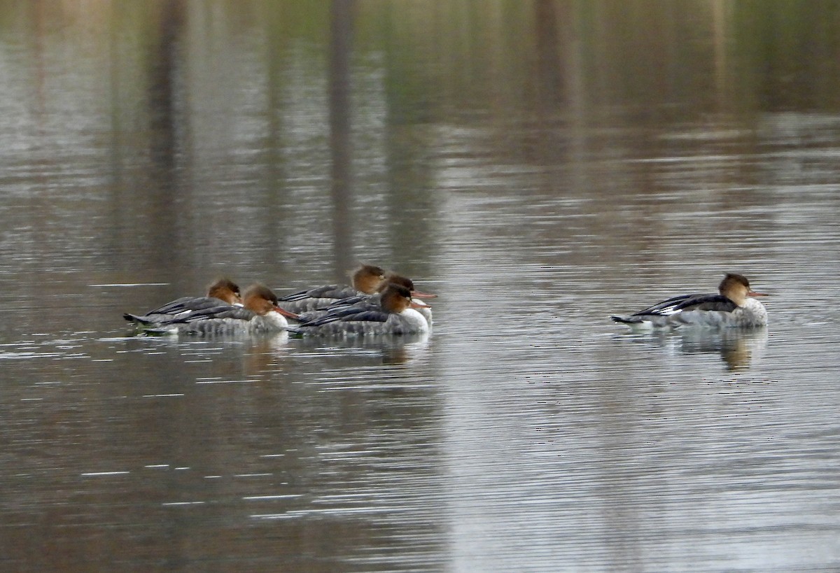 Common Merganser - ML645571092