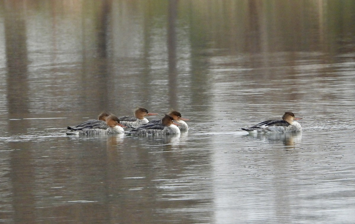 Common Merganser - ML645571093