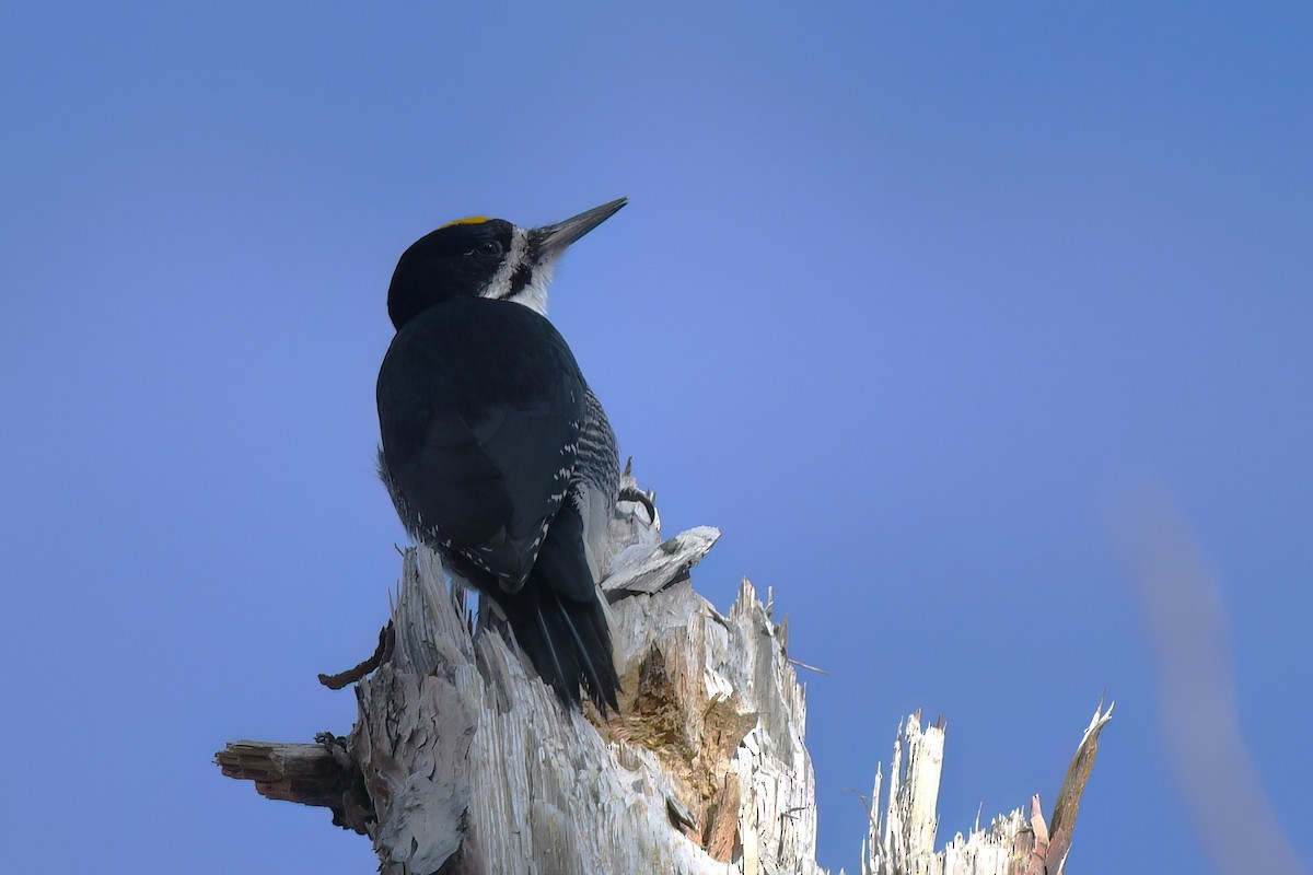 Black-backed Woodpecker - ML645571098