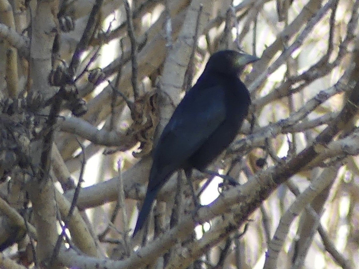 Bronzed Cowbird - ML645571100