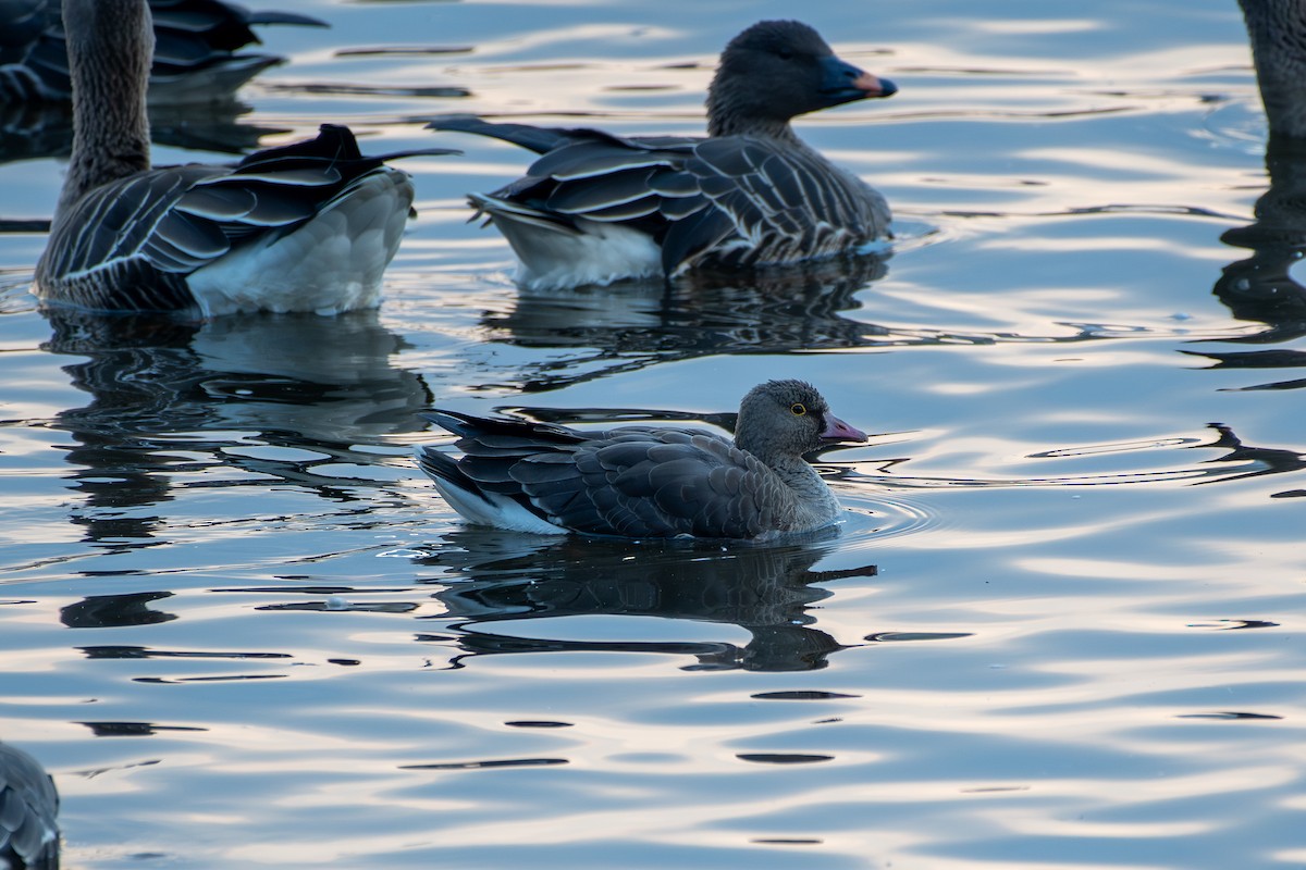 Lesser White-fronted Goose - ML645571113