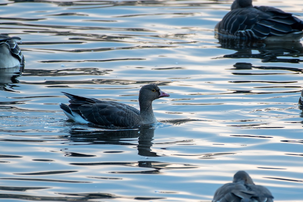 Lesser White-fronted Goose - ML645571114