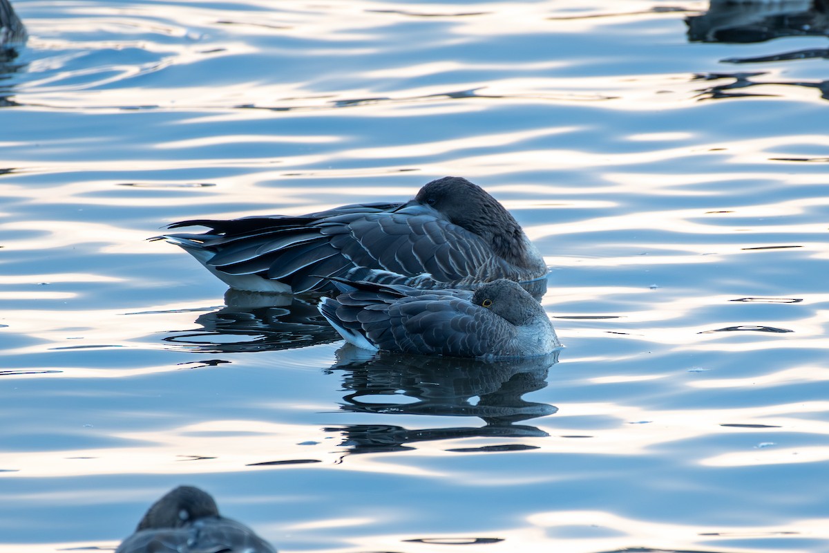 Lesser White-fronted Goose - ML645571115