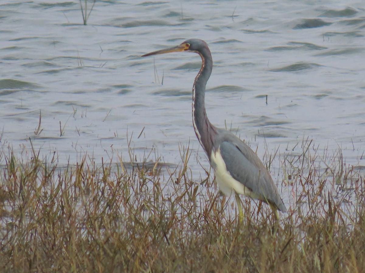 Tricolored Heron - ML645571117