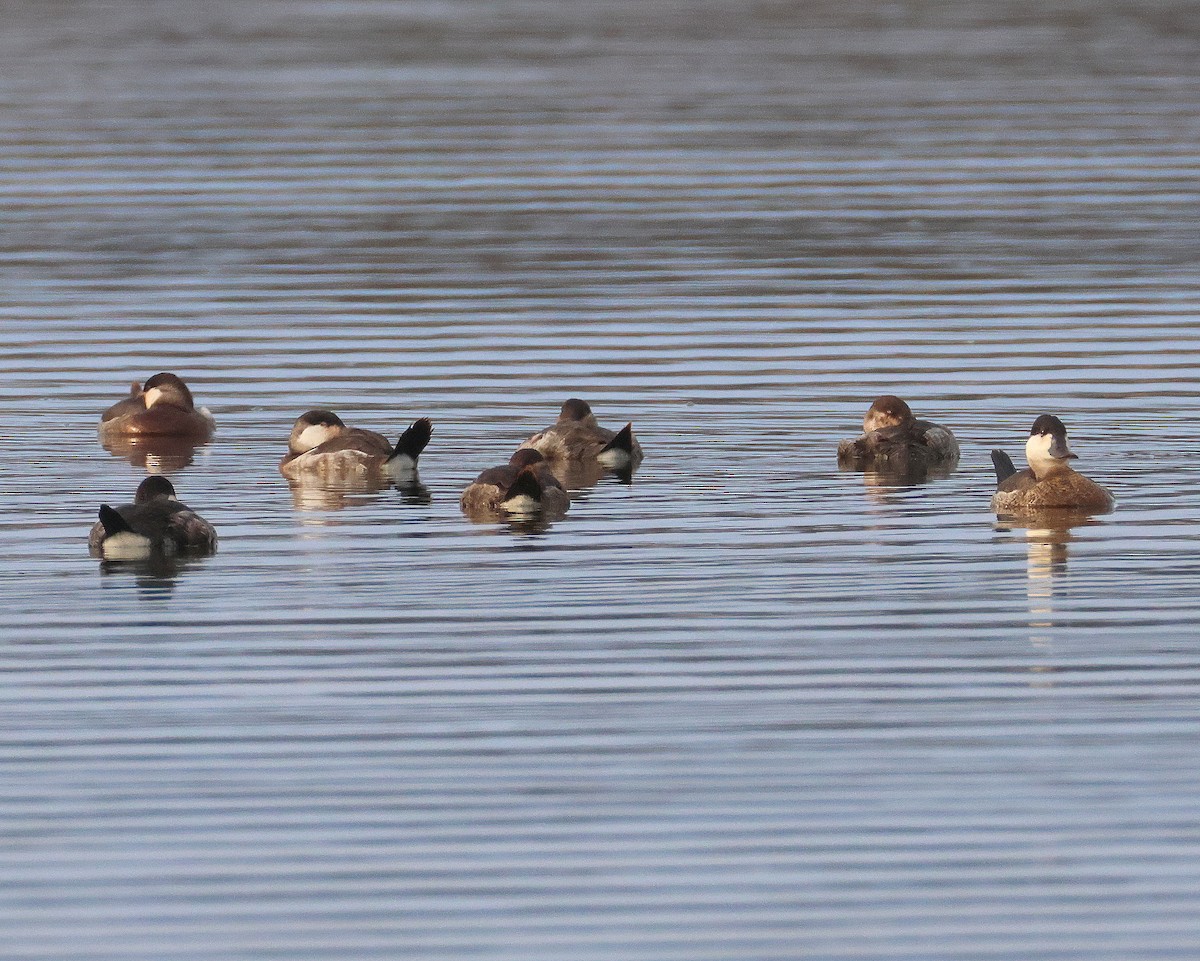 Ruddy Duck - ML645571118