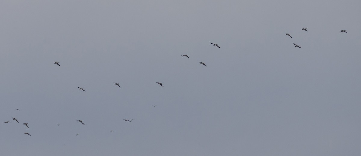 Greater Yellowlegs - ML645571119