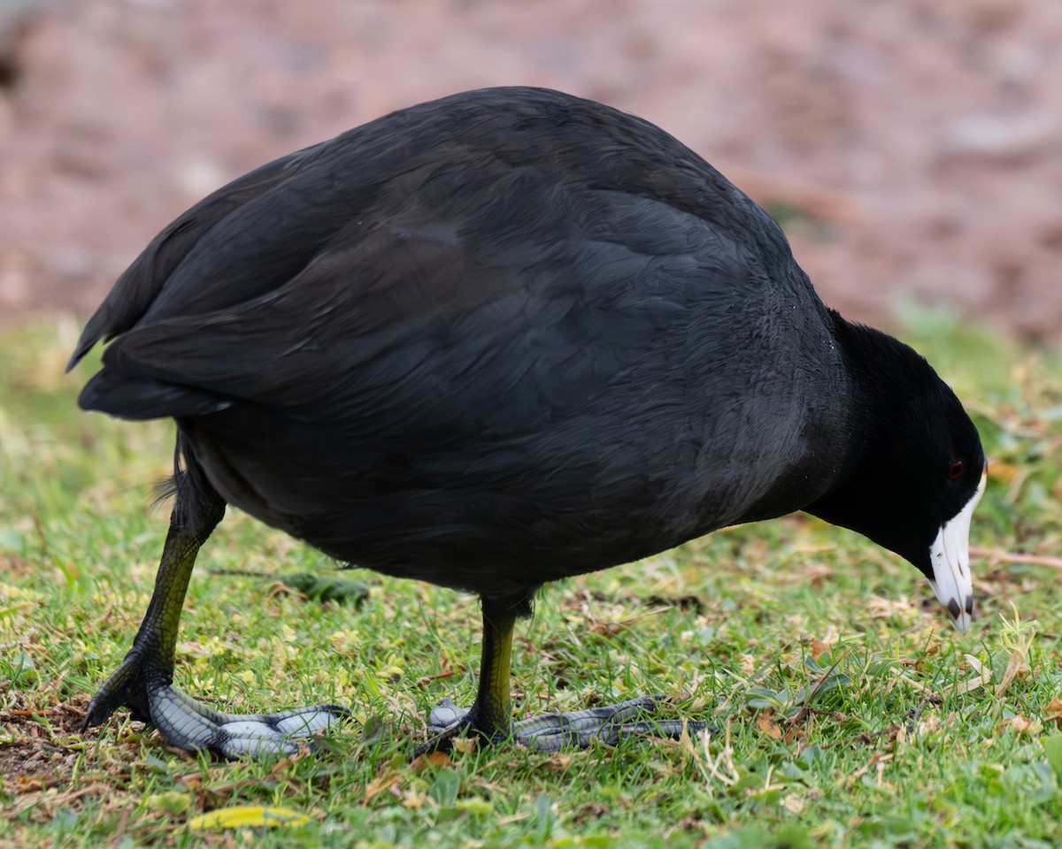 American Coot - ML645571120