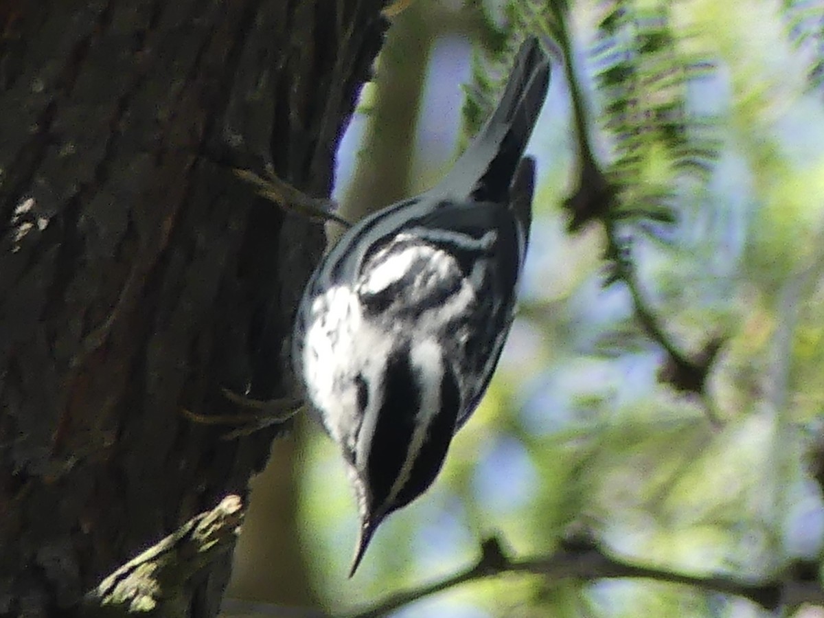 Black-and-white Warbler - ML645571121