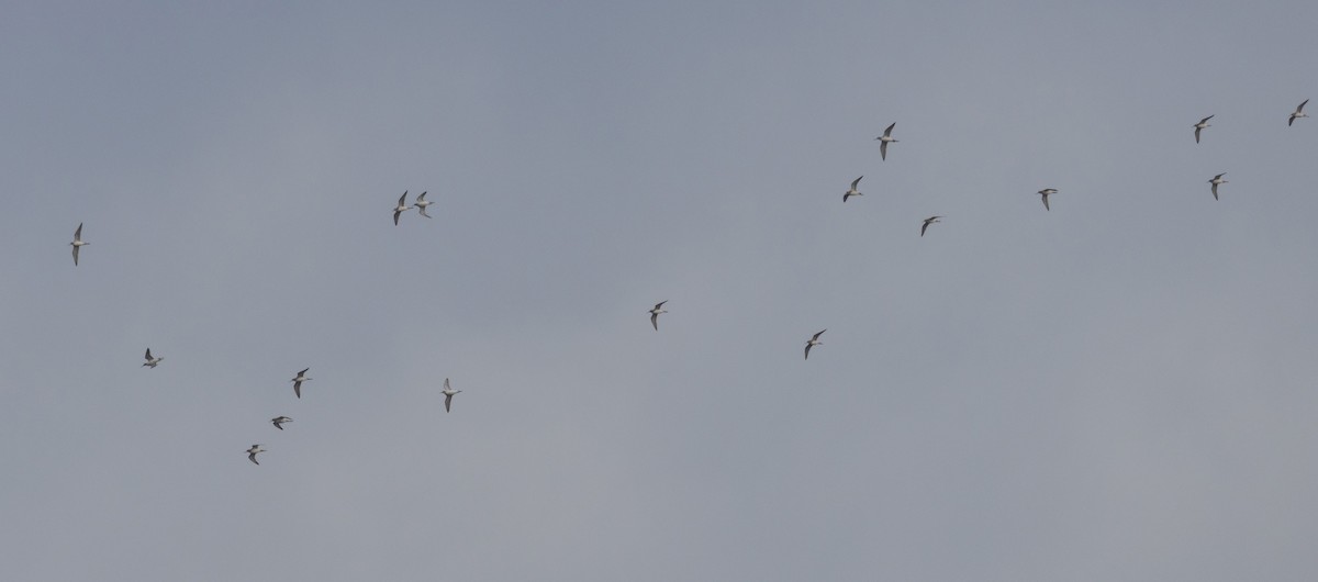 Greater Yellowlegs - ML645571122