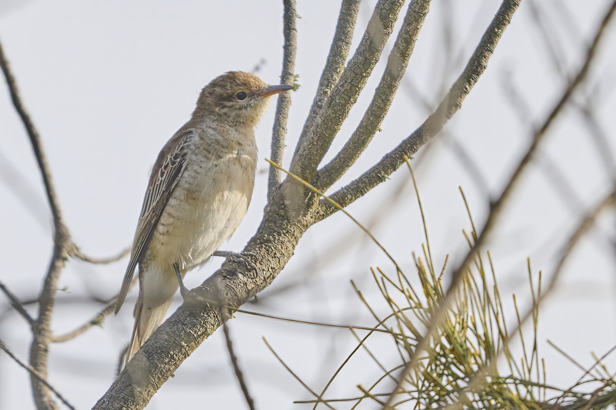 White-winged Triller - ML645571123