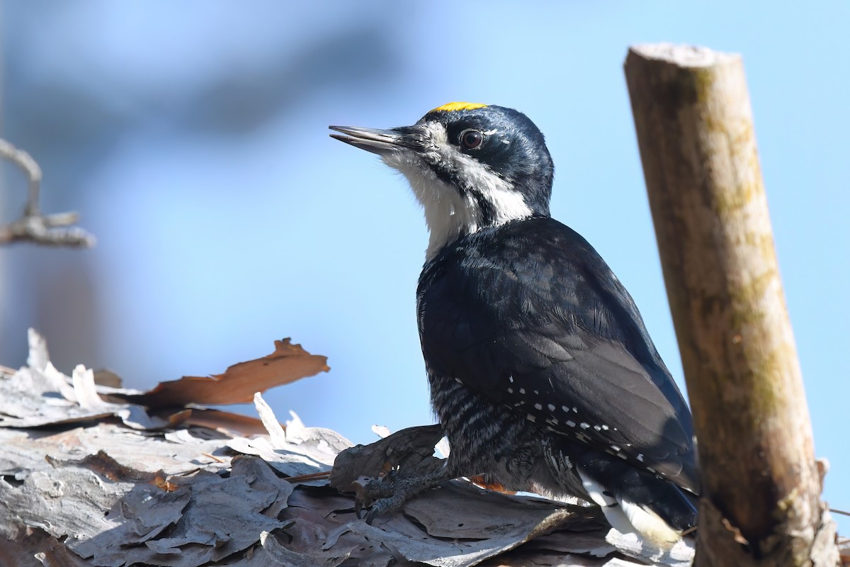 Black-backed Woodpecker - ML645571125
