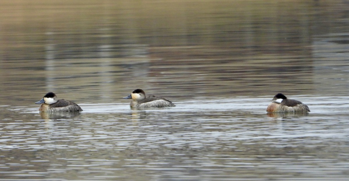 Ruddy Duck - ML645571127