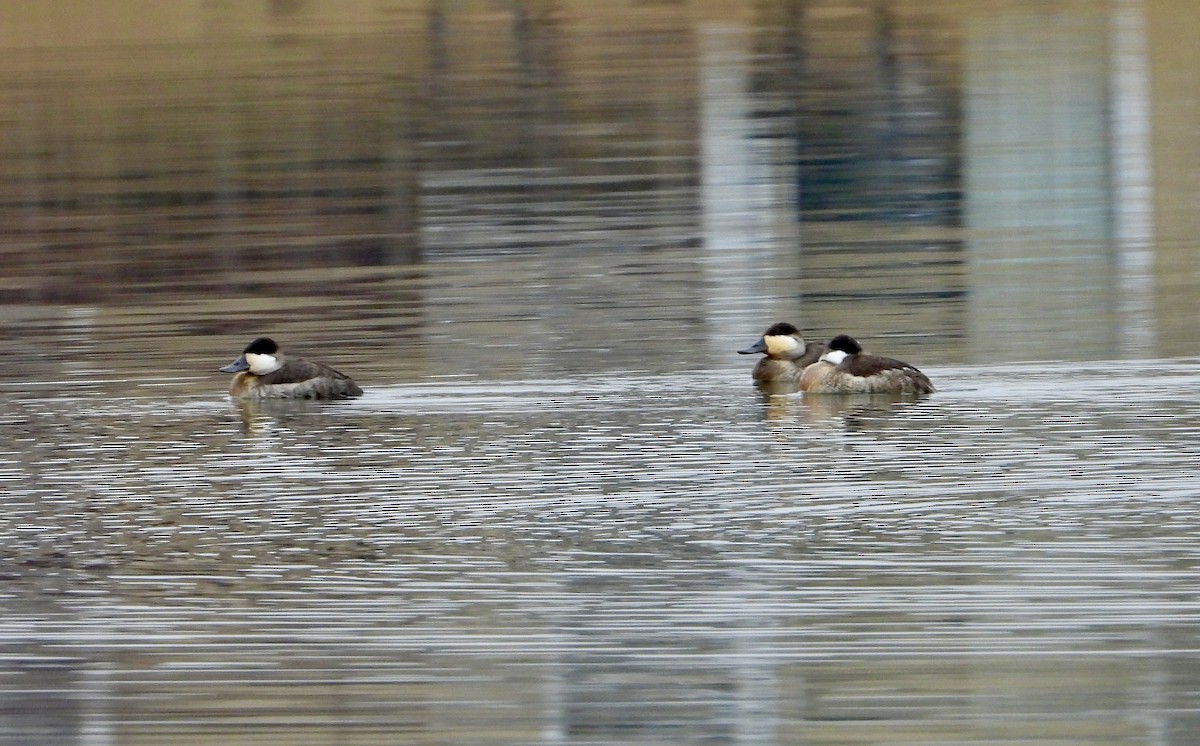 Ruddy Duck - ML645571128