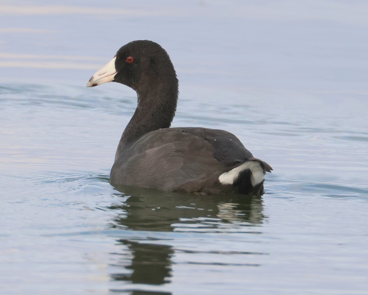 American Coot - ML645571129