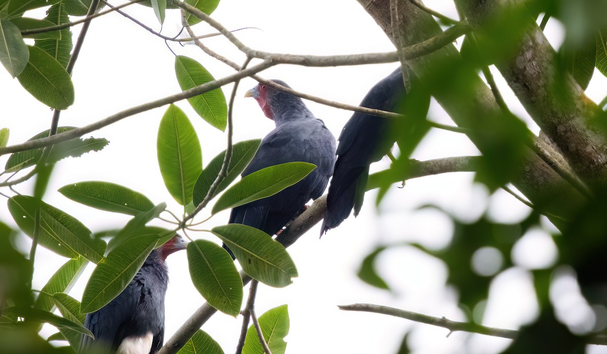 Red-throated Caracara - ML645571130