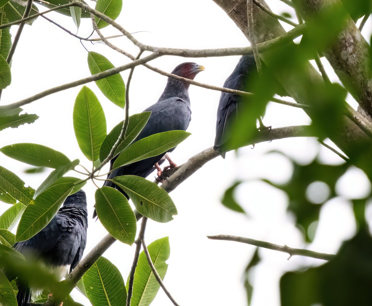 Red-throated Caracara - ML645571131