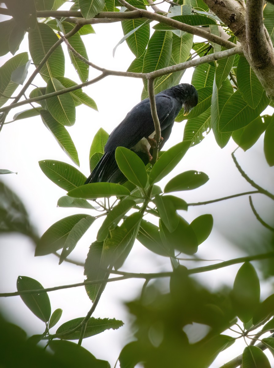 Red-throated Caracara - ML645571132