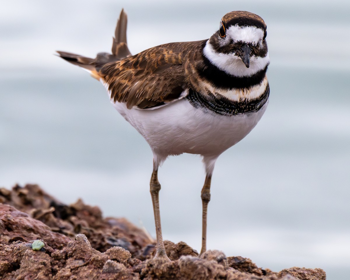 Killdeer - ML645571135